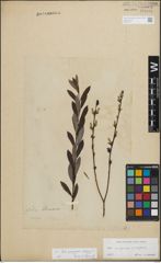 Foto von Salix doniana Sm.
